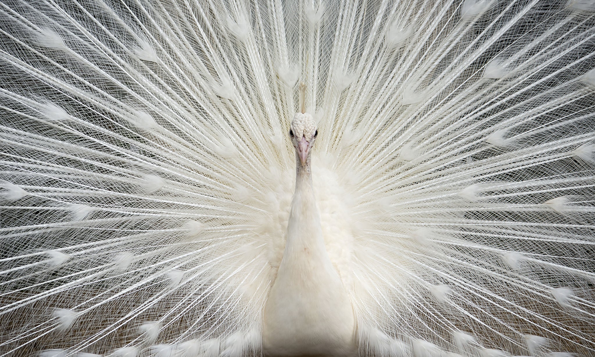 White Peacock w/ Crystals Glass Wall Art - Casa Design Furniture